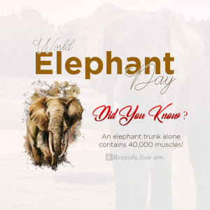 World Elephant Day